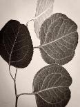 Eucalyptus Sepia-Debra Van Swearingen-Art Print