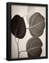 Essential Black