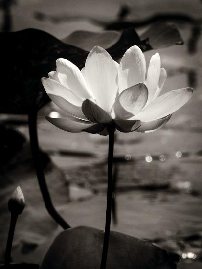 Photo, , large