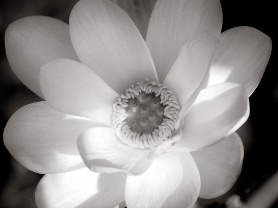 Photo, , large