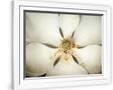 Gramercy White