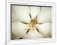 Gramercy White