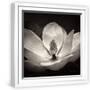 White Frame