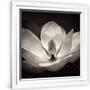 Gramercy White