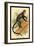 Debrazza's Guenon-G.r. Waterhouse-Framed Art Print