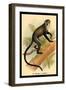 Debrazza's Guenon-G.r. Waterhouse-Framed Art Print