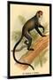 Debrazza's Guenon-G.r. Waterhouse-Mounted Art Print