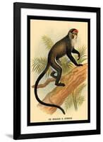 Debrazza's Guenon-G.r. Waterhouse-Framed Art Print