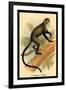 Debrazza's Guenon-G.r. Waterhouse-Framed Art Print