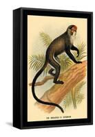 Debrazza's Guenon-G.r. Waterhouse-Framed Stretched Canvas