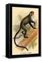 Debrazza's Guenon-G.r. Waterhouse-Framed Stretched Canvas