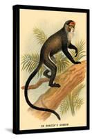 Debrazza's Guenon-G.r. Waterhouse-Stretched Canvas