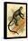 Debrazza's Guenon-G.r. Waterhouse-Framed Stretched Canvas