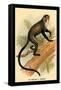 Debrazza's Guenon-G.r. Waterhouse-Framed Stretched Canvas