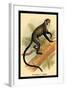 Debrazza's Guenon-G.r. Waterhouse-Framed Art Print