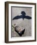 Debris from Hurricane Ike, Padre Island National Seashore, TX-null-Framed Photographic Print