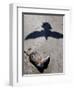 Debris from Hurricane Ike, Padre Island National Seashore, TX-null-Framed Photographic Print