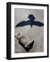 Debris from Hurricane Ike, Padre Island National Seashore, TX-null-Framed Photographic Print