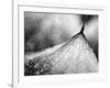 Debutante-Ursula Abresch-Framed Photographic Print