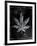 Decades Of Weed-JJ Brando-Framed Art Print