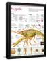 Essential Black