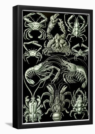 Decapoda Nature Art Print Poster by Ernst Haeckel-null-Framed Poster
