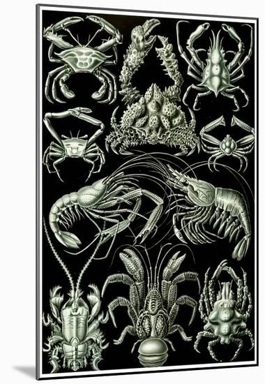 Decapoda Nature Art Print Poster by Ernst Haeckel-null-Mounted Poster