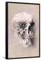 Decay Skull-Ali Gulec-Framed Standard Poster