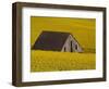 Decaying Barn and Canola Field-Darrell Gulin-Framed Photographic Print