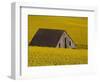 Decaying Barn and Canola Field-Darrell Gulin-Framed Photographic Print