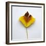 Decaying Leaf-Clive Nolan-Framed Photographic Print