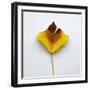 Decaying Leaf-Clive Nolan-Framed Photographic Print