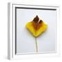 Decaying Leaf-Clive Nolan-Framed Photographic Print