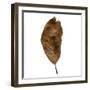 Decaying Leaf-Clive Nolan-Framed Photographic Print