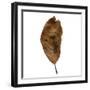 Decaying Leaf-Clive Nolan-Framed Photographic Print