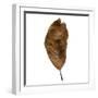 Decaying Leaf-Clive Nolan-Framed Photographic Print