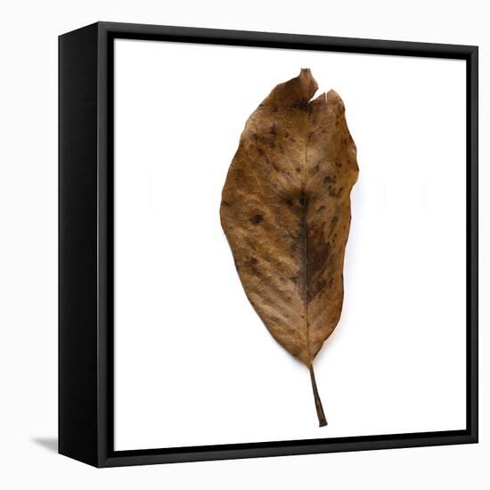 Decaying Leaf-Clive Nolan-Framed Stretched Canvas