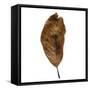 Decaying Leaf-Clive Nolan-Framed Stretched Canvas