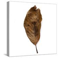 Decaying Leaf-Clive Nolan-Stretched Canvas