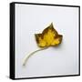 Decaying Leaf-Clive Nolan-Framed Stretched Canvas