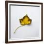 Decaying Leaf-Clive Nolan-Framed Photographic Print