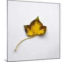 Decaying Leaf-Clive Nolan-Mounted Photographic Print