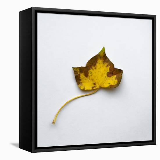 Decaying Leaf-Clive Nolan-Framed Stretched Canvas