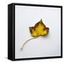 Decaying Leaf-Clive Nolan-Framed Stretched Canvas