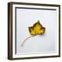 Decaying Leaf-Clive Nolan-Framed Photographic Print