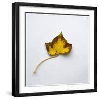 Decaying Leaf-Clive Nolan-Framed Photographic Print