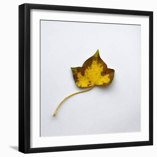 Decaying Leaf-Clive Nolan-Framed Photographic Print