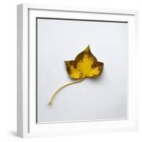 Decaying Leaf-Clive Nolan-Framed Photographic Print