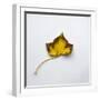 Decaying Leaf-Clive Nolan-Framed Photographic Print