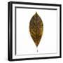 Decaying Leaf-Clive Nolan-Framed Photographic Print